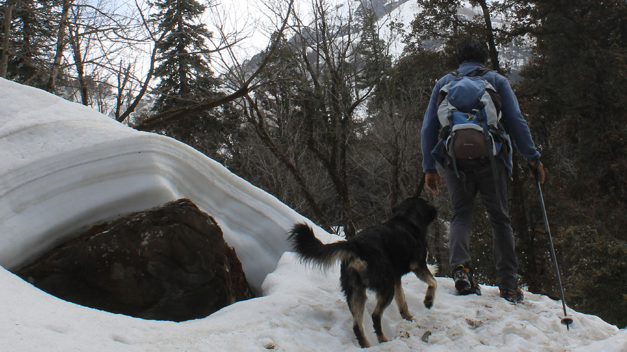 Surinder Mahant, carrying a backpack and traveling with a ski pole, is followed by a black dog on the Bara Bhangal trek trail.