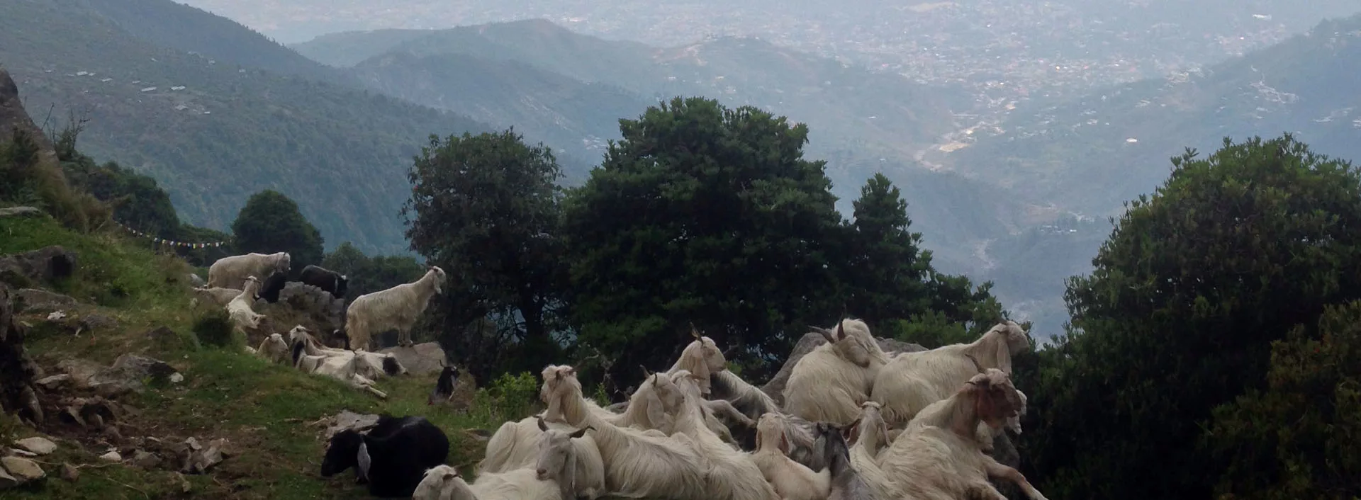 In Triund, a herd of goats rests, with McLeodganj in the backdrop. Away in the distant
