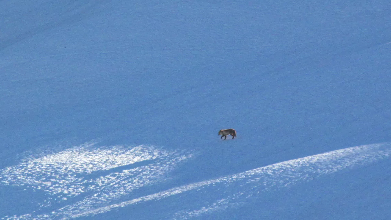 fox in Indian Himalayas 