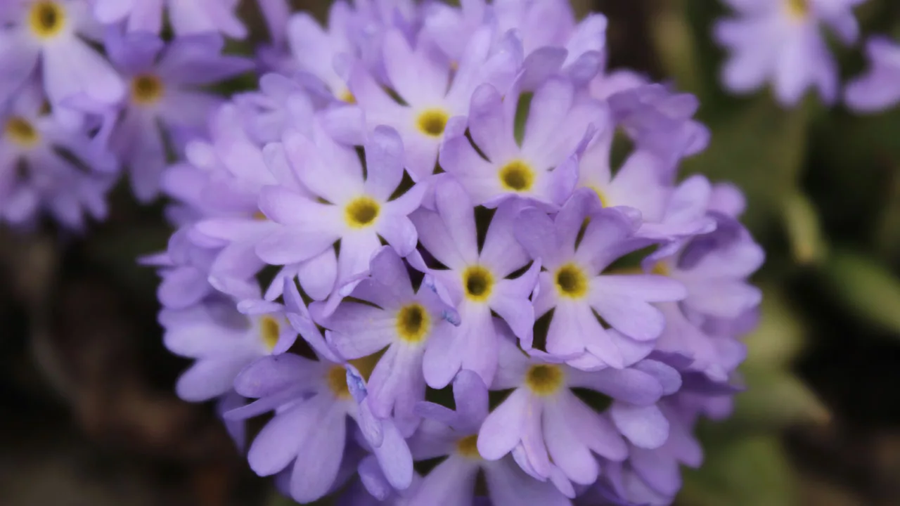 Primula denticulata the drumstick primula in indian himalayas