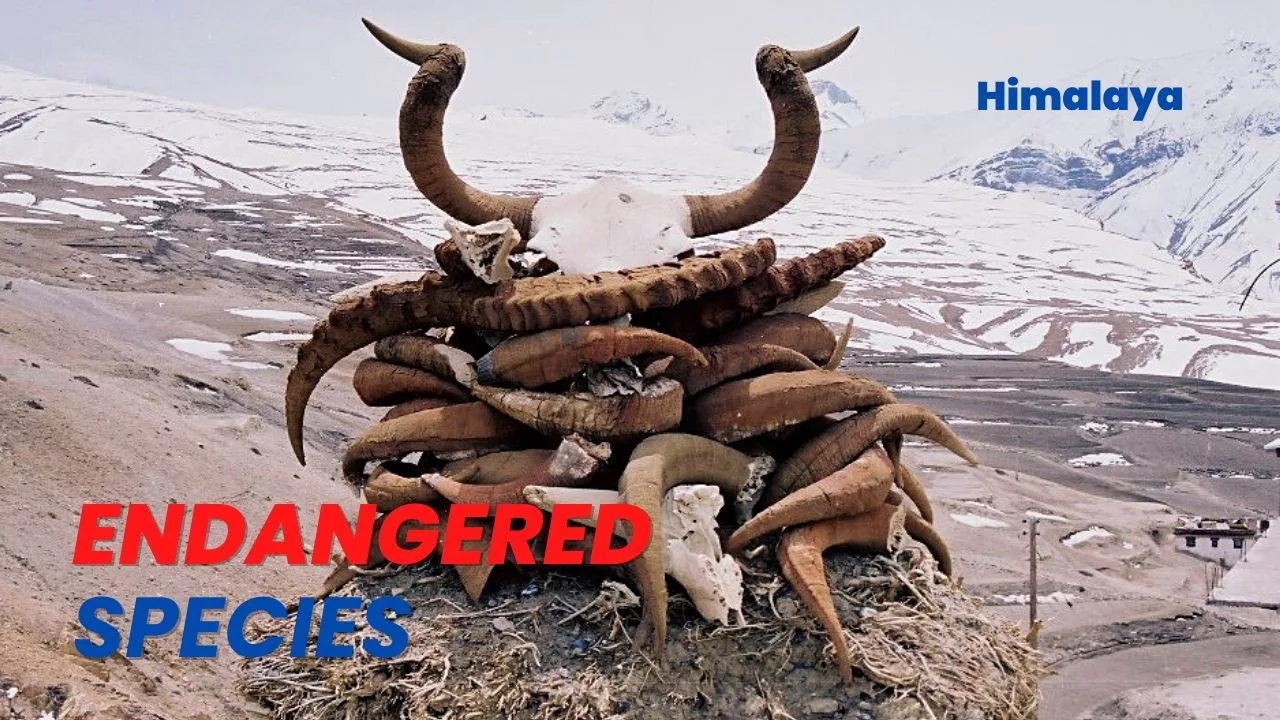 Animal horns pilled in lahual spiti poster reads Endangered Species Himalaya
