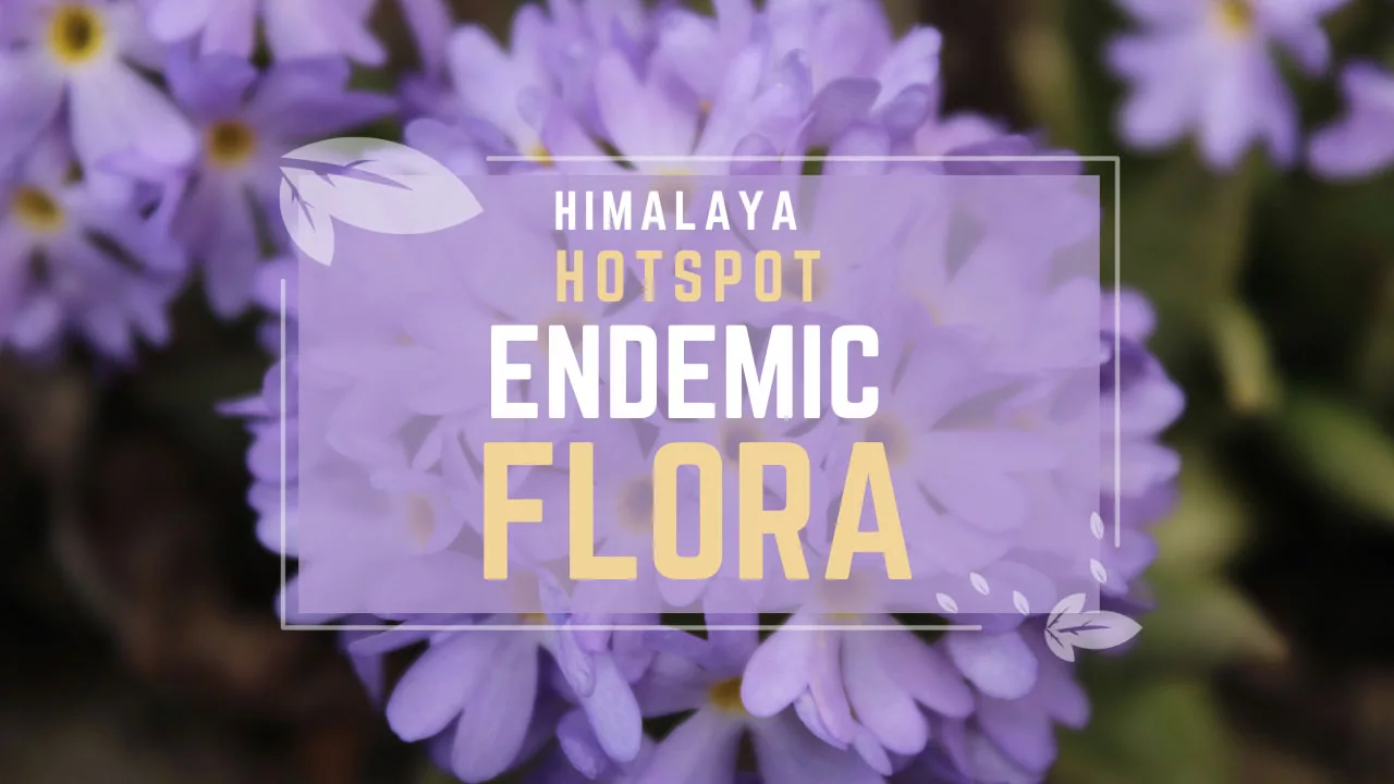 Primula denticulata Endemic Flora of the Himalaya Hotspot