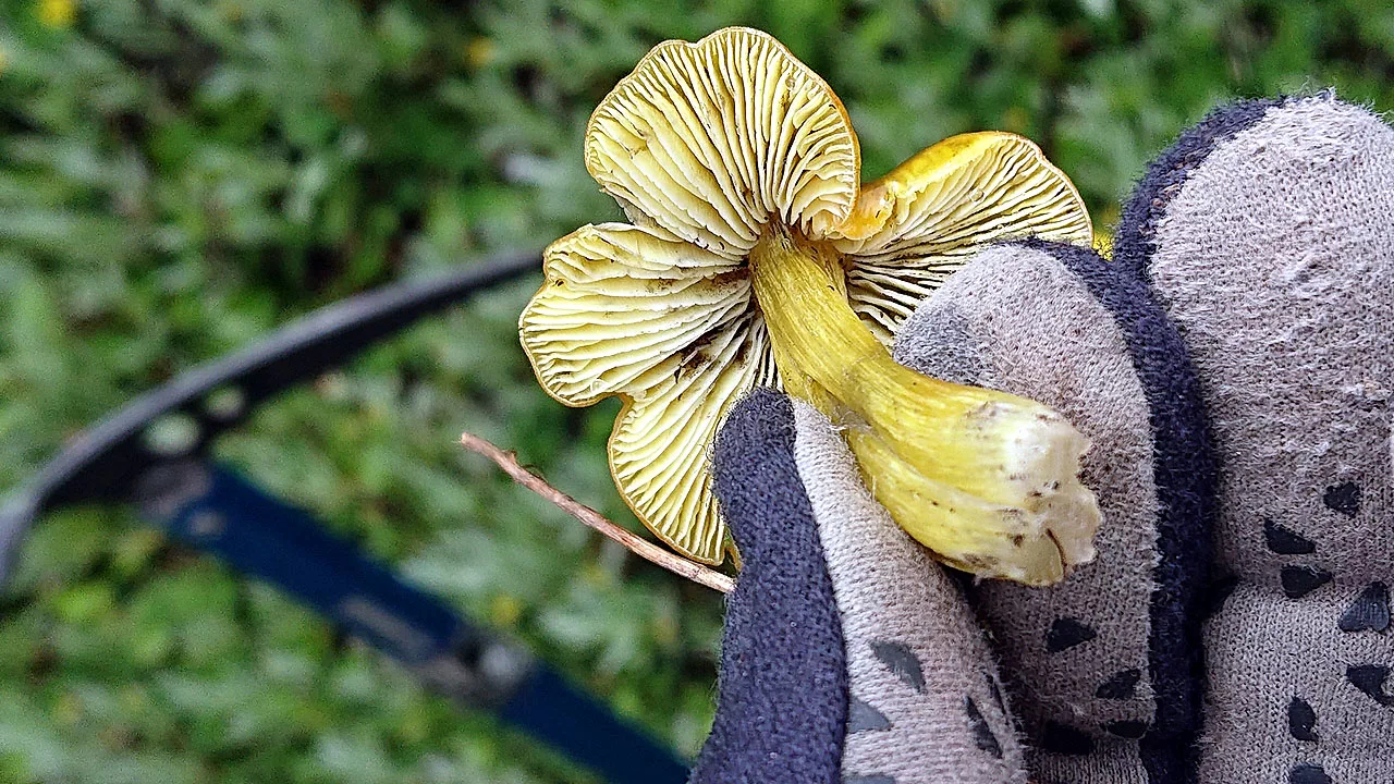Golden bolete mushroom