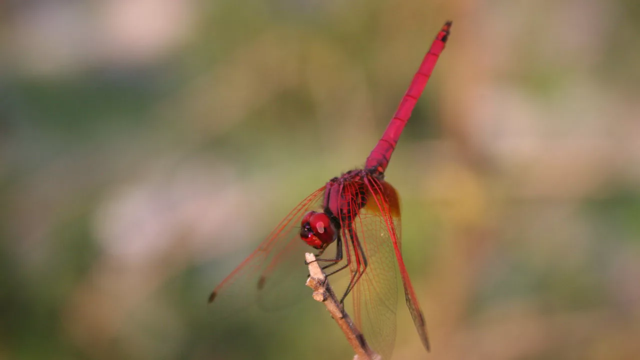 Red Himalayan dragonfly on twig 