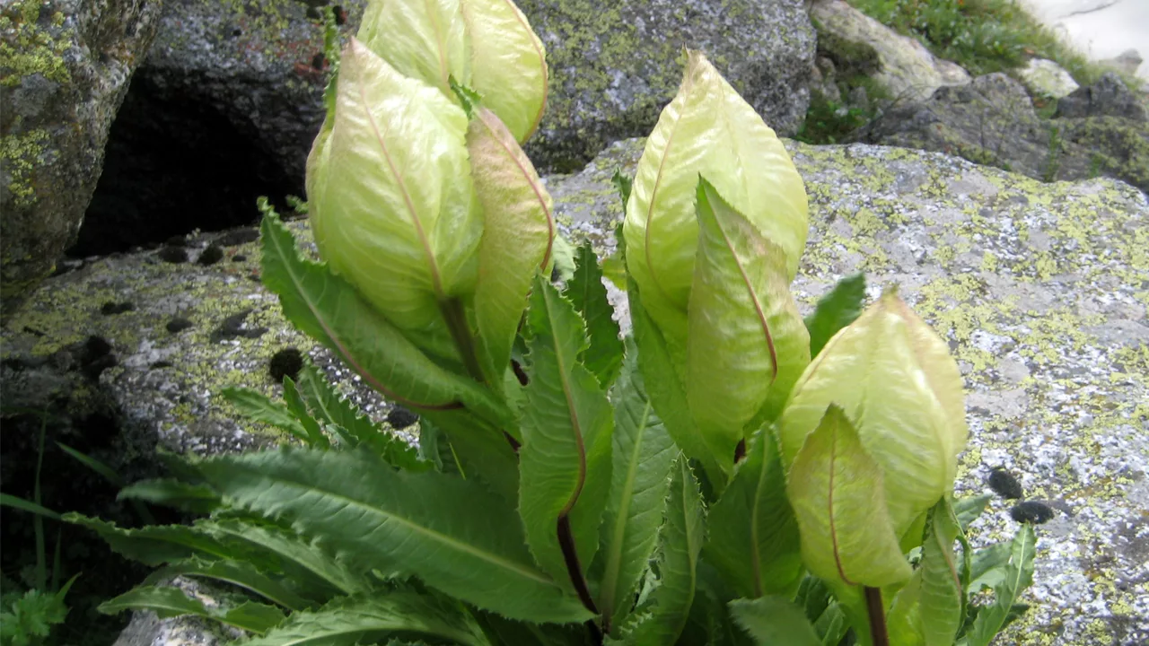 Saussurea-obvallata-Brahma-Kamal Endemic Flora of the Himalaya Hotspot