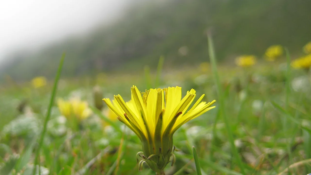Yellow Himalayan Dandelion at 3,900 m in Indian Himalayas