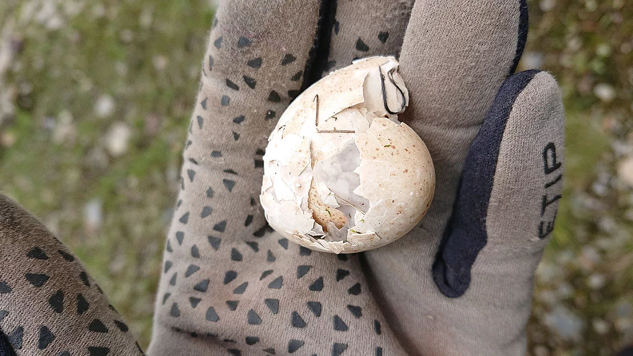 broken vulture egg shell 
