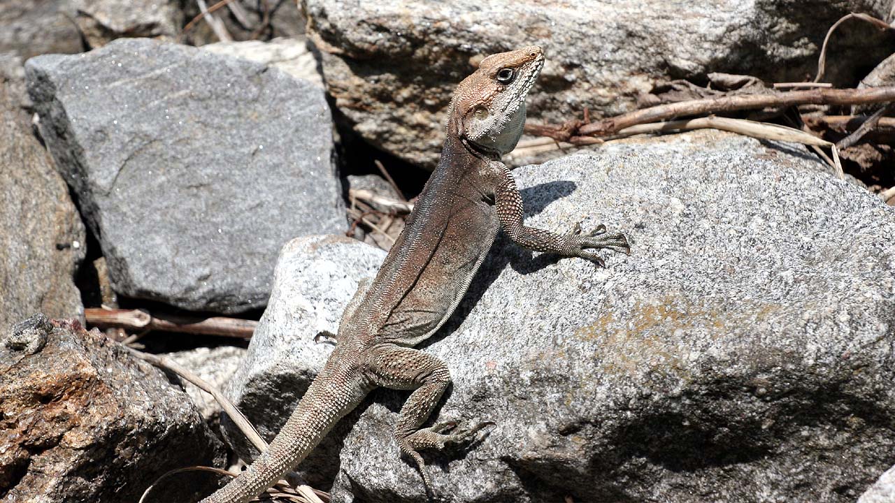 Himalayan rock lizard in manali Himachal pradesh 