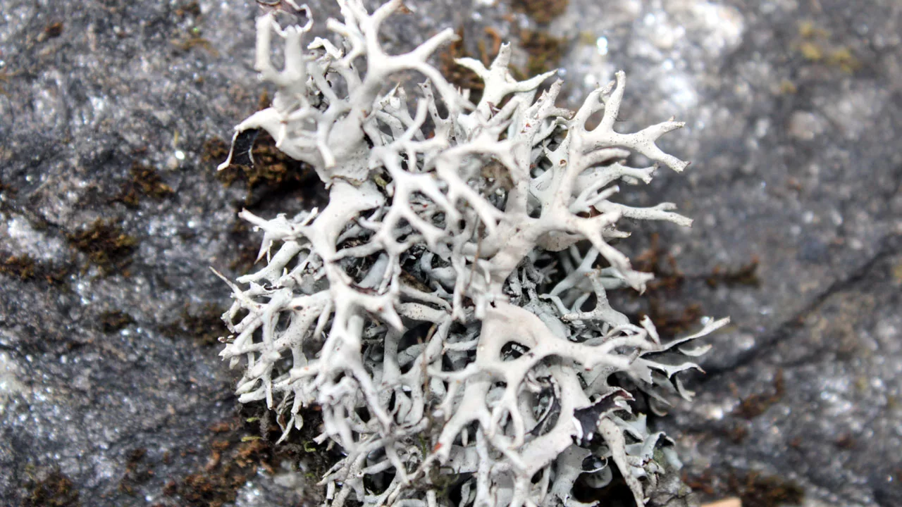 lichen of the Himalaya Hotspot in Indian Himalaya Endemic Flora of the Himalaya Hotspot