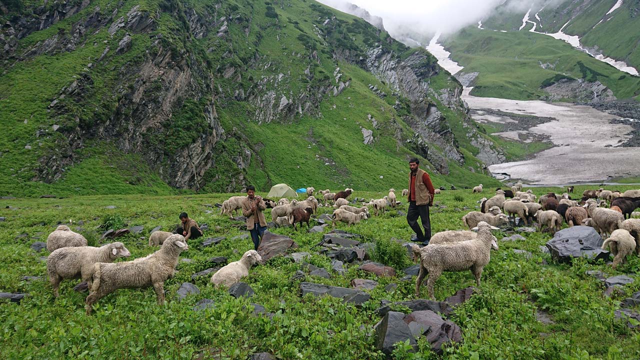 Shepherds with Sheep Altitude 3600M Pir Panjal Range 