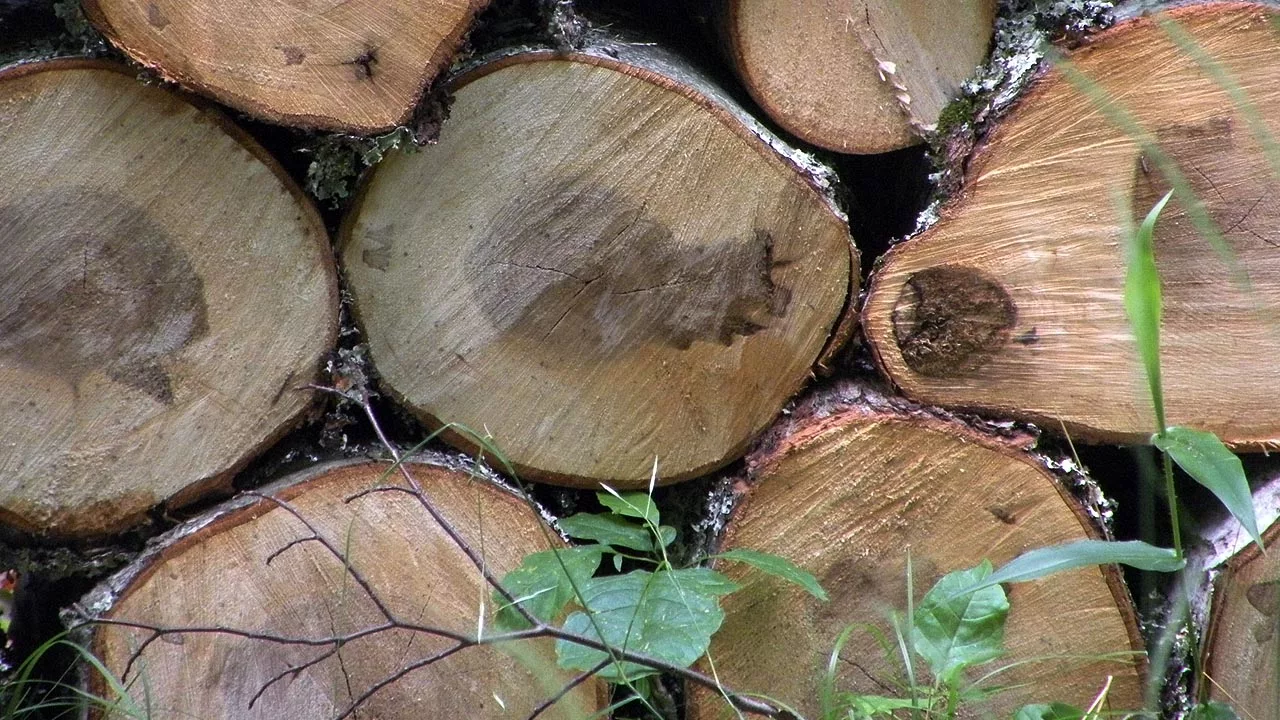 Pile of logs Deforestation Indian Himalayas 