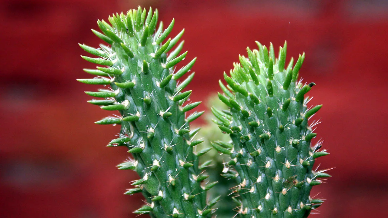 Eve's pin Cactus Indian Himalayas 