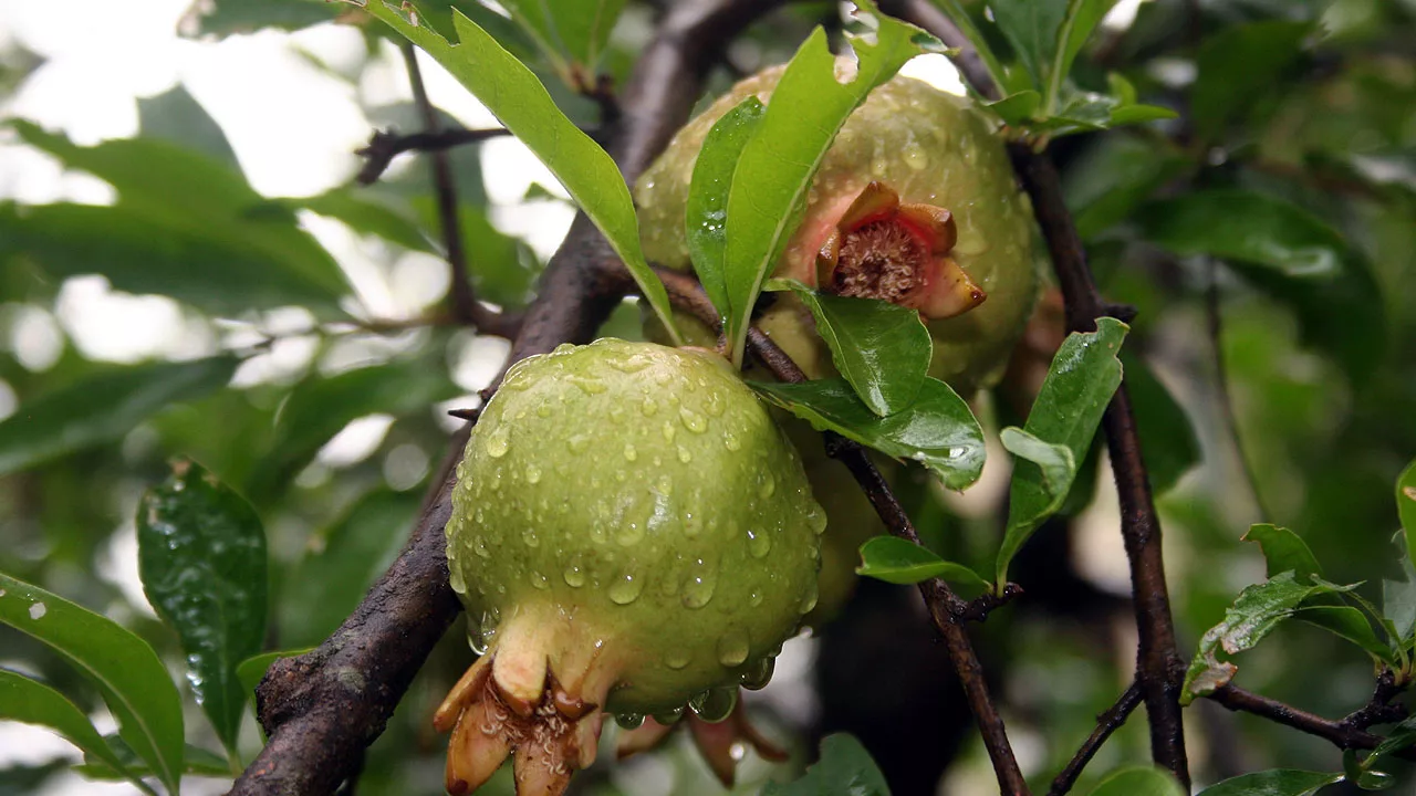  pomegranate in monsoon rain