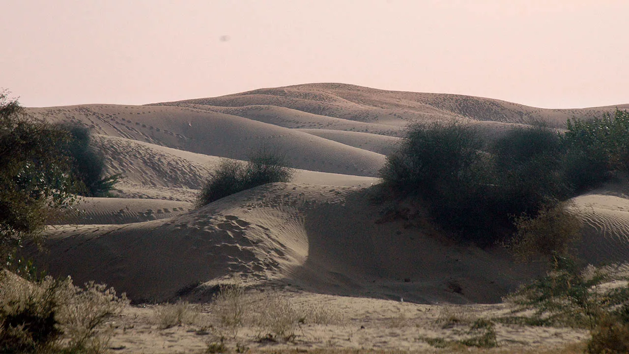 Sand dunes in Thar Desert 