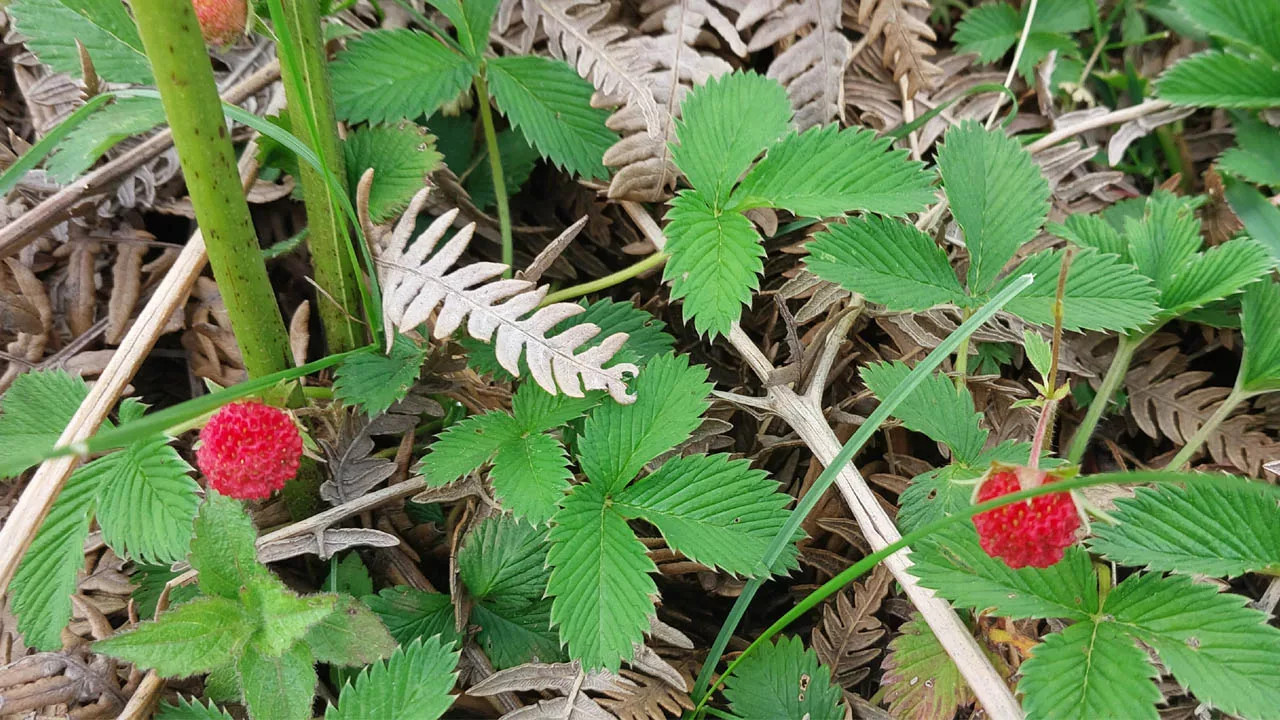 red color wild alpine strawberry for wilderness survival in himalayas 