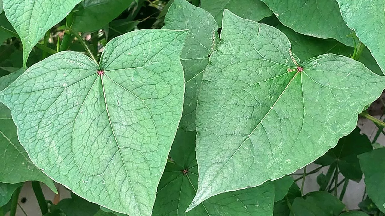 leaves of Buckwheat, Fagopyrum Esculentum Moench,Phapar