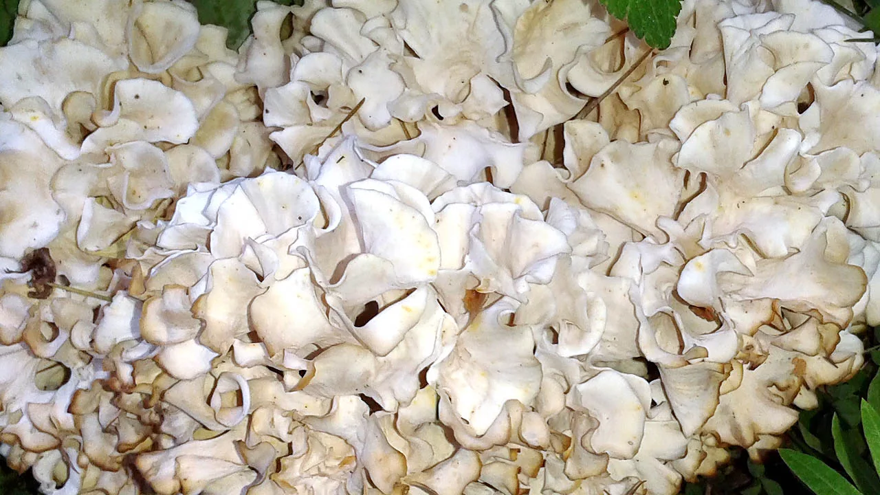 Cauliflower Mushroom (Sparassis crispa)