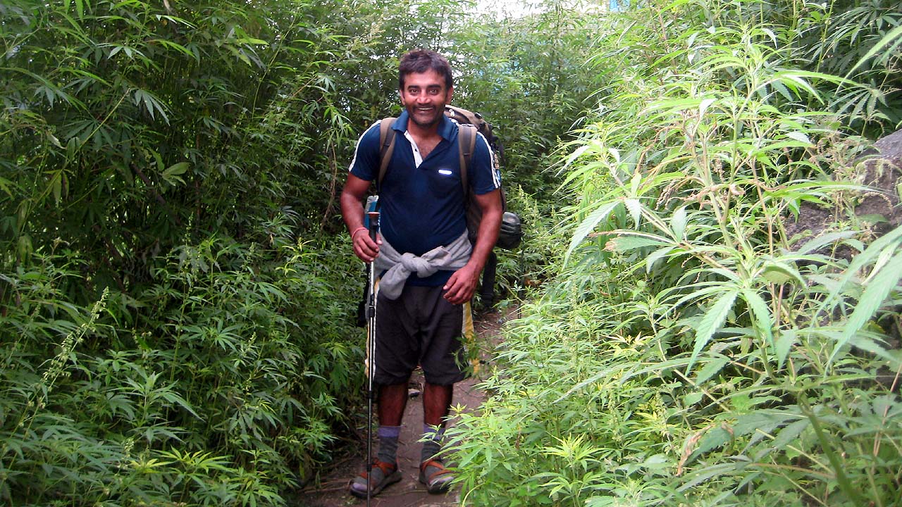 Pankaj Lagwal trekking across a hemp-covered region in himalayas