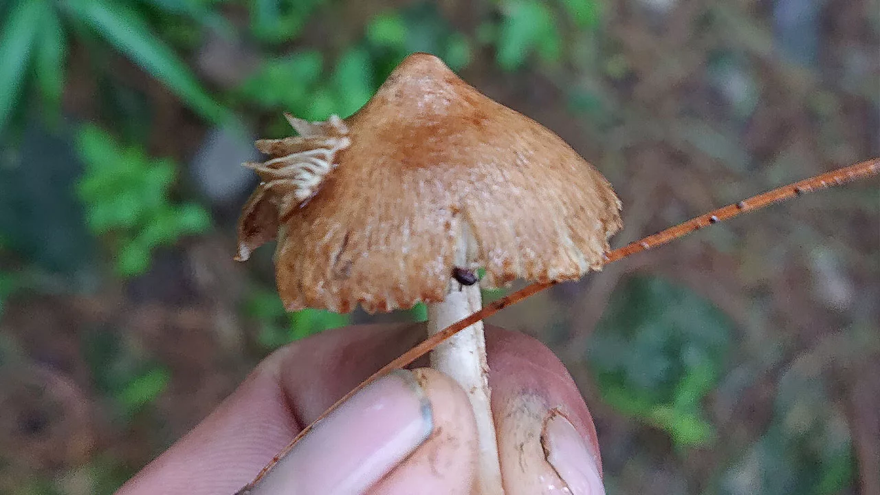 Inocybe rimosa in indian himalayas