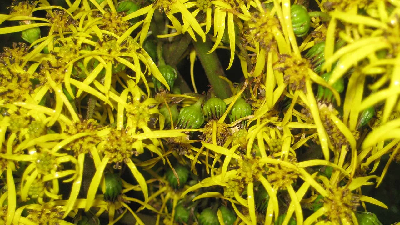 yellow flowers of Ligularia amplexicaulis 