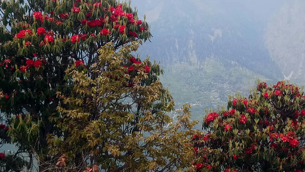 Rhododendron with Manali town  in background  