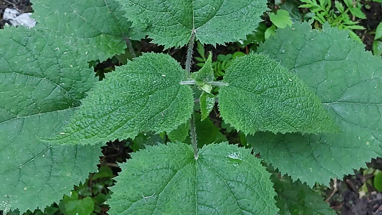 stinging nettle as a wilderness survival food  