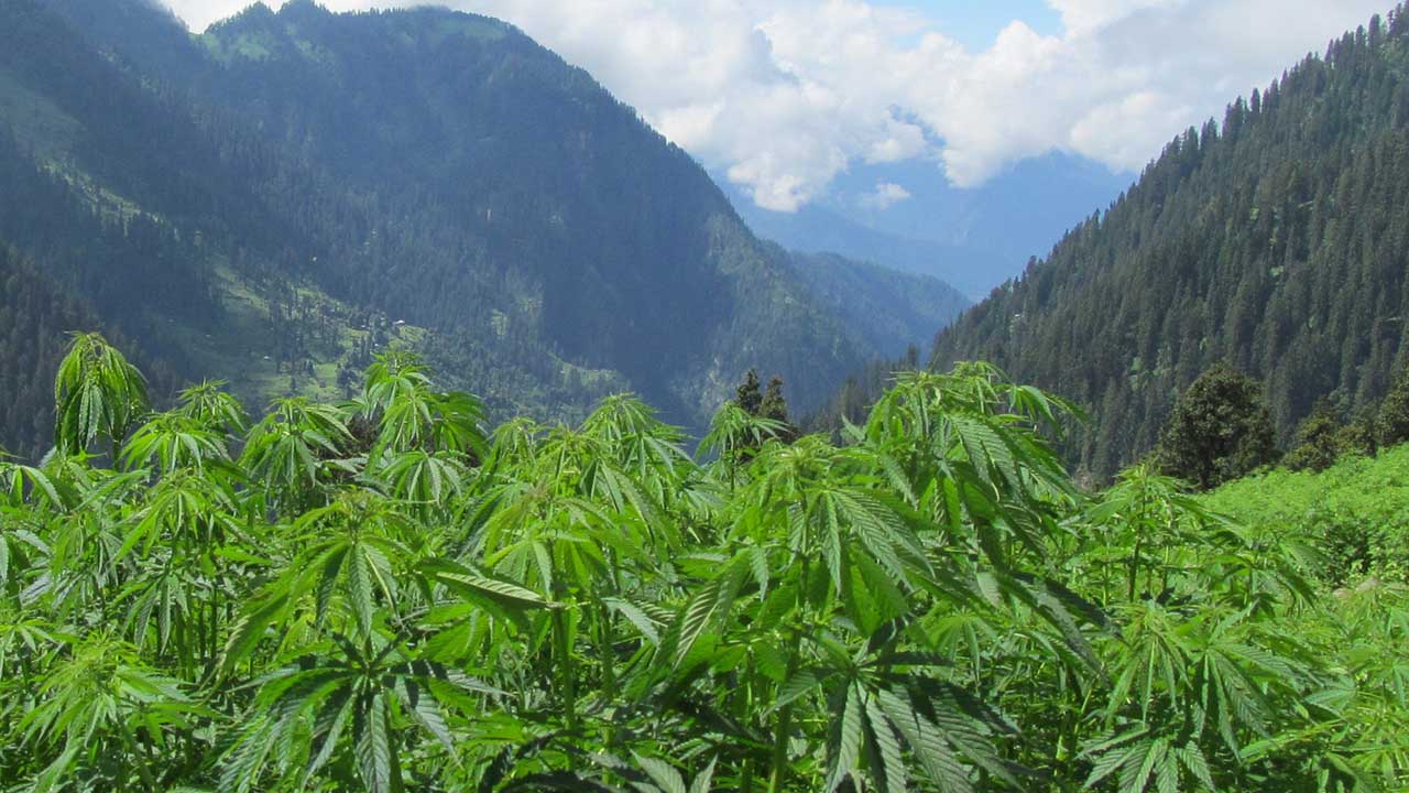 Cannabis Plants in Malana Village 