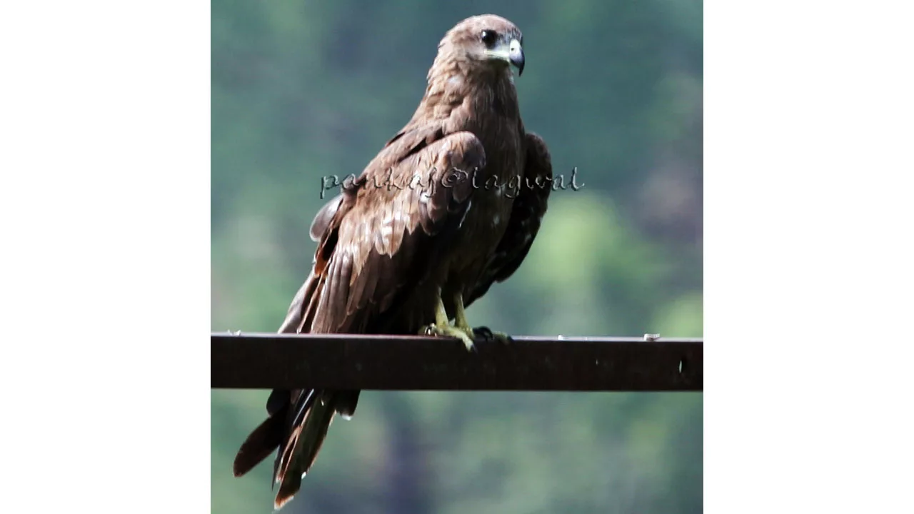 Indian Spotted Eagle Vulnerable 