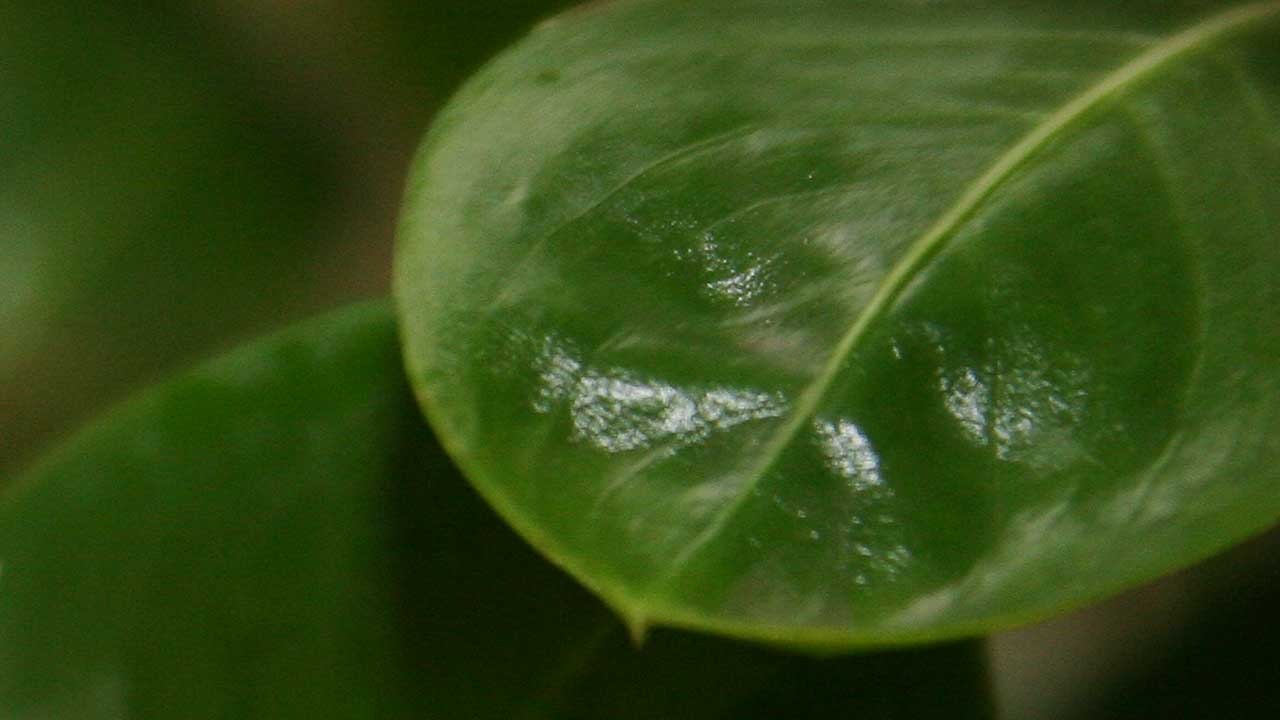Humidity on the leaf