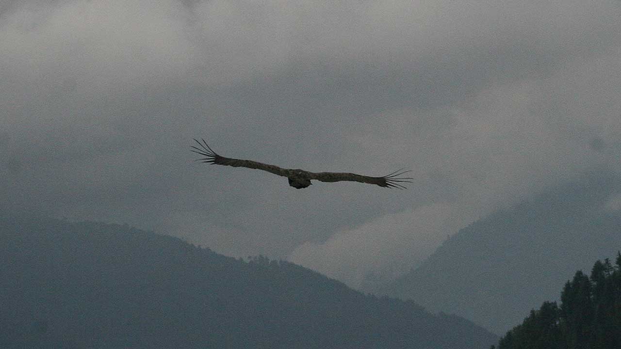 Lower flight of Himalayan Griffons Indications of unfavorable weather 