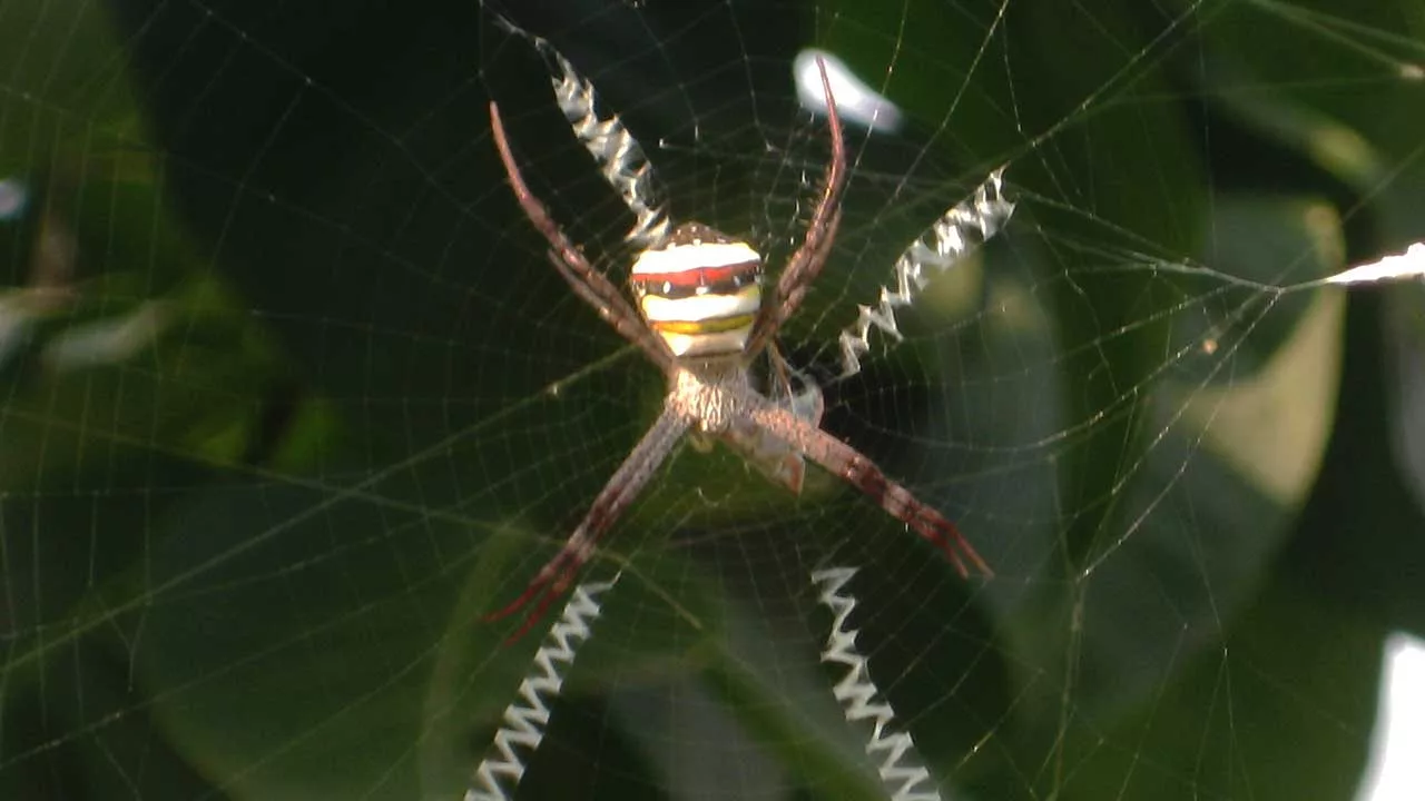 wasp spider Argiope bruennichi on his web