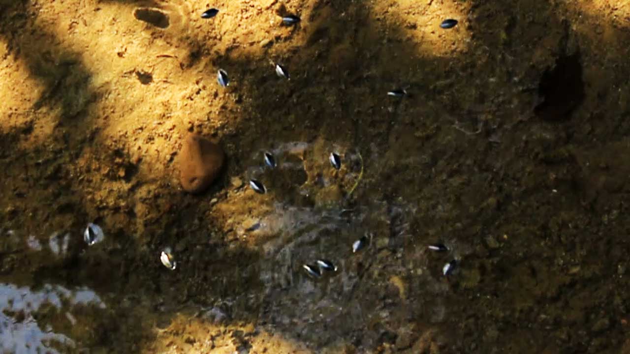 whirligig beetles on water 